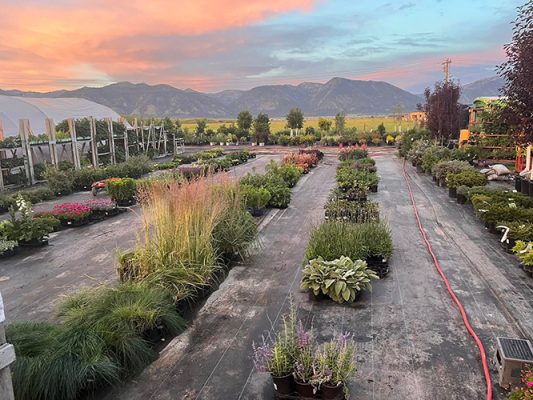 Rows of grasses, hostas and perennials at Riverside Greenhouse at sunset, with mountains behind