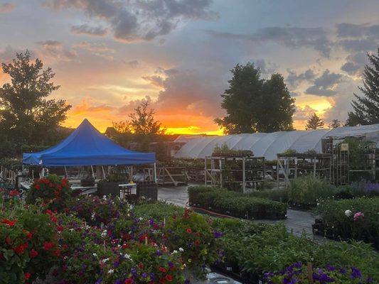 Petunias and flats of plants beside the greenhouses at Riverside Greenhouse under an orange sunset
